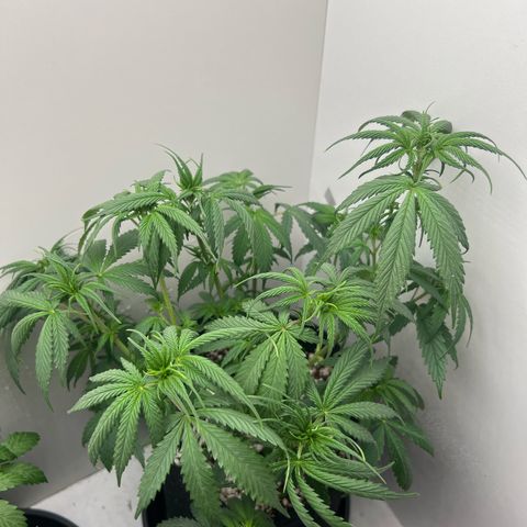 Prensado  growlog timeline photo