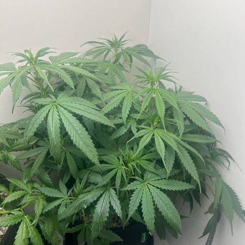 Prensado  growlog timeline photo