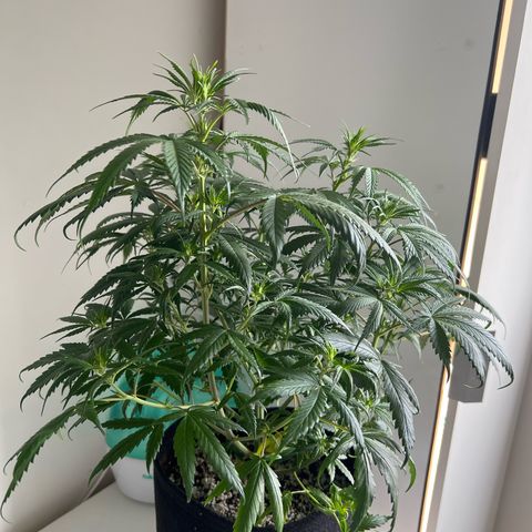 Prensado  growlog timeline photo