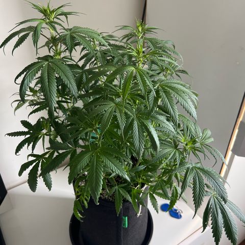 Prensado  growlog timeline photo