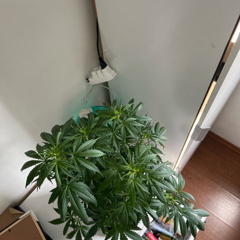 Prensado  growlog timeline photo