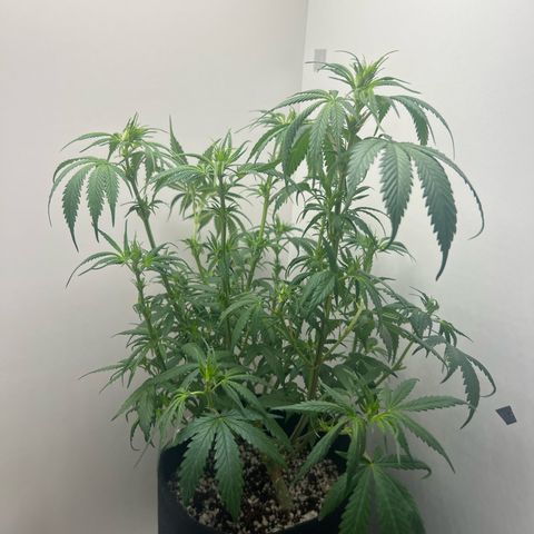 Prensado  growlog timeline photo