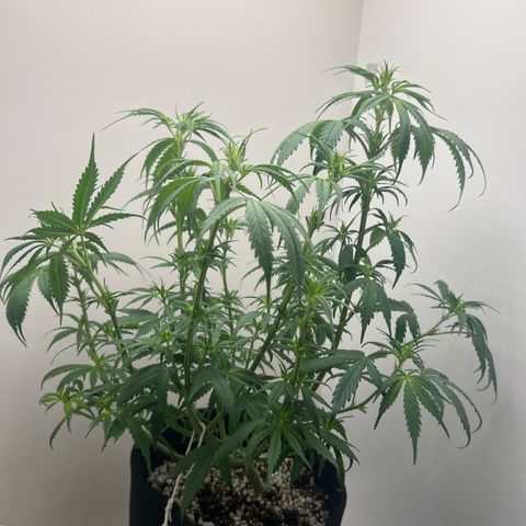 Prensado  growlog timeline photo