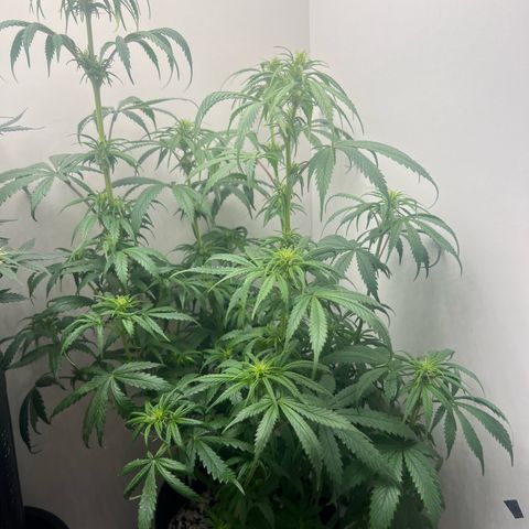 Prensado  growlog timeline photo