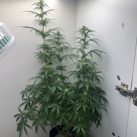 Prensado  growlog timeline photo