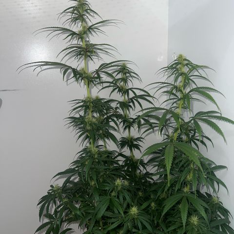 Prensado  growlog timeline photo