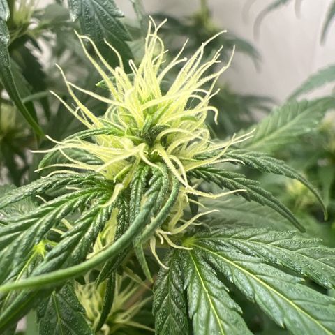 Prensado  growlog timeline photo