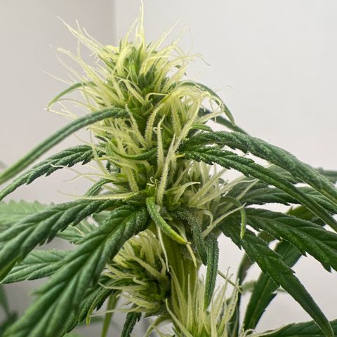 Prensado  growlog timeline photo