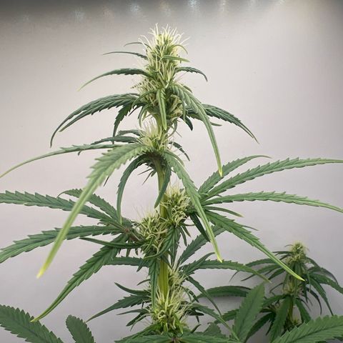Prensado  growlog timeline photo