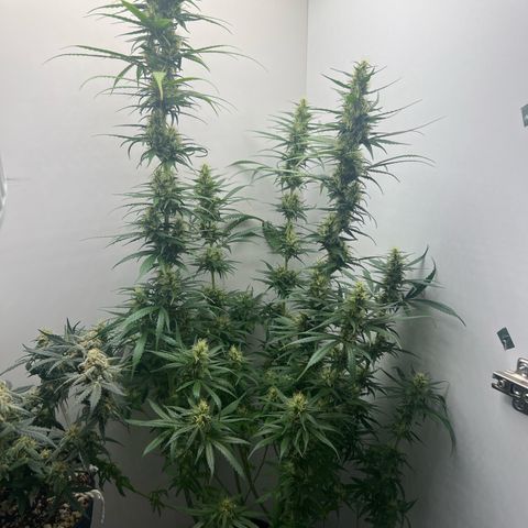 Prensado  growlog timeline photo