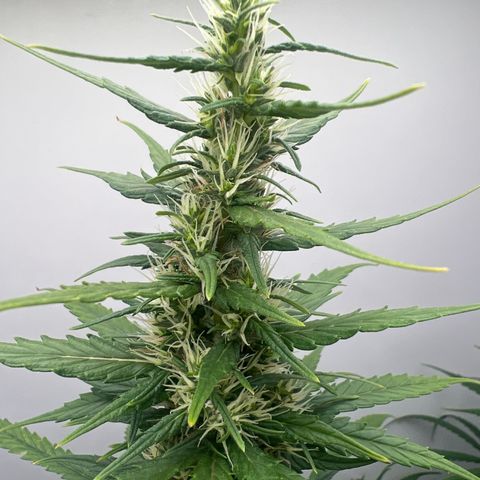 Prensado  growlog timeline photo