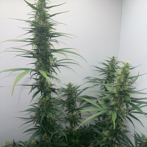 Prensado  growlog timeline photo