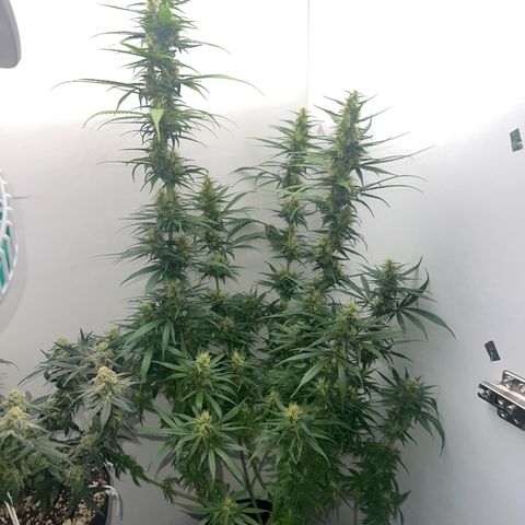 Prensado  growlog timeline photo