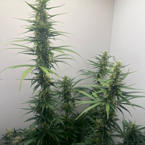 Prensado  growlog timeline photo