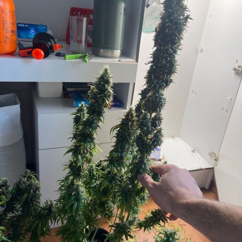 Prensado  growlog timeline photo