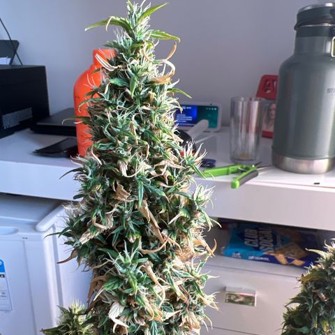 Prensado  growlog timeline photo