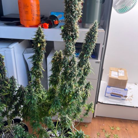 Prensado  growlog timeline photo