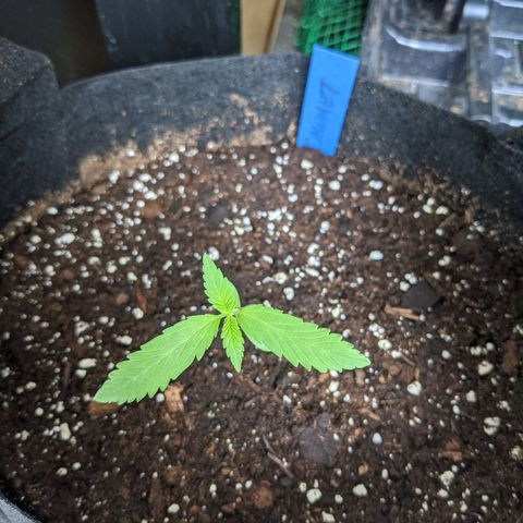Calumet growlog photo: Prior to move inside
