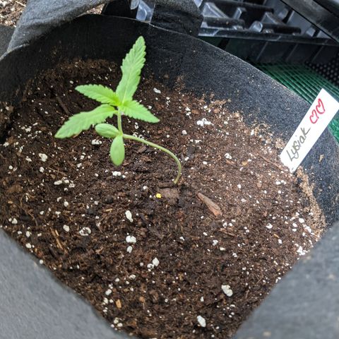 Lysiak growlog timeline photo