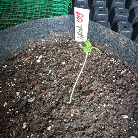 Lysiak growlog timeline photo