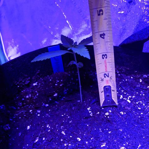 Calumet growlog timeline photo