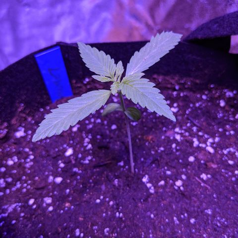 Calumet growlog timeline photo