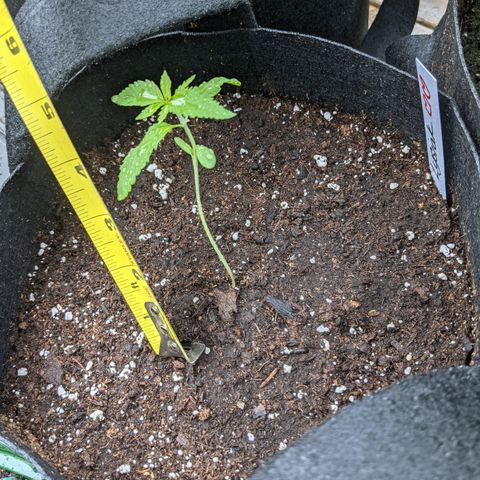 Lysiak growlog timeline photo