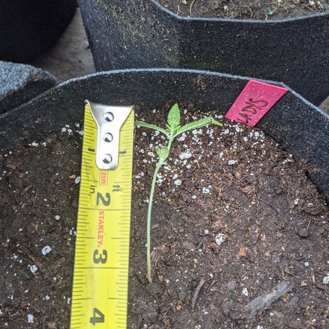 Gladys growlog timeline photo
