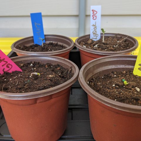 Gladys growlog timeline photo