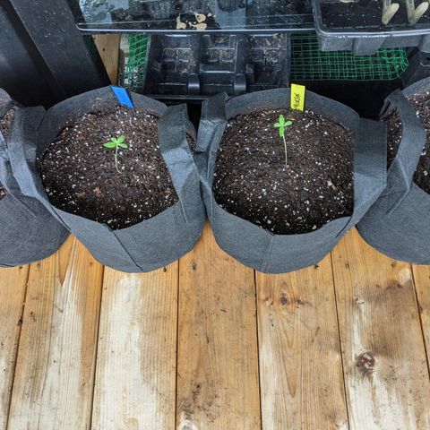 Milksox growlog timeline photo