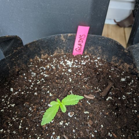 Gladys growlog timeline photo