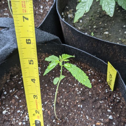 Milksox growlog timeline photo