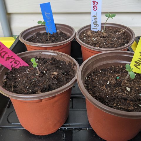 Milksox growlog timeline photo