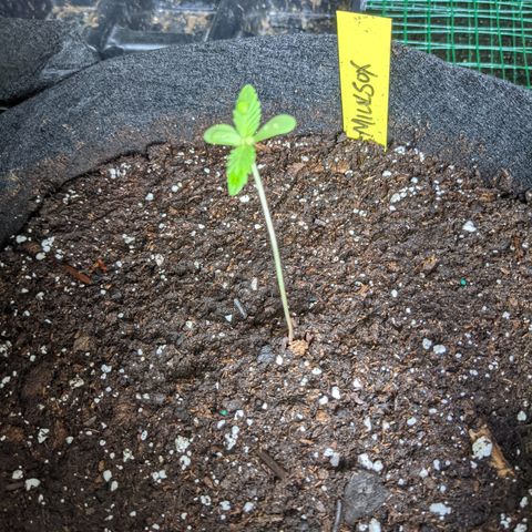 Milksox growlog timeline photo