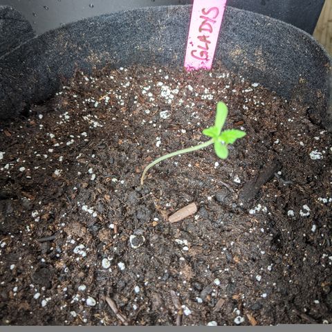 Gladys growlog photo: Transplant to bags