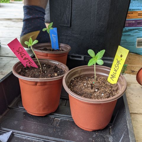 Milksox growlog timeline photo