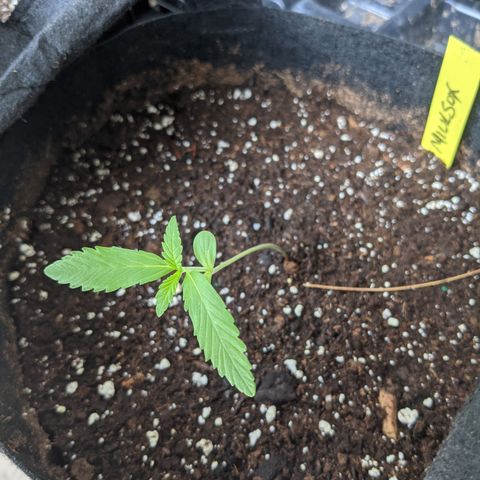 Milksox growlog timeline photo