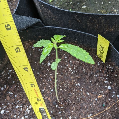 Milksox growlog timeline photo