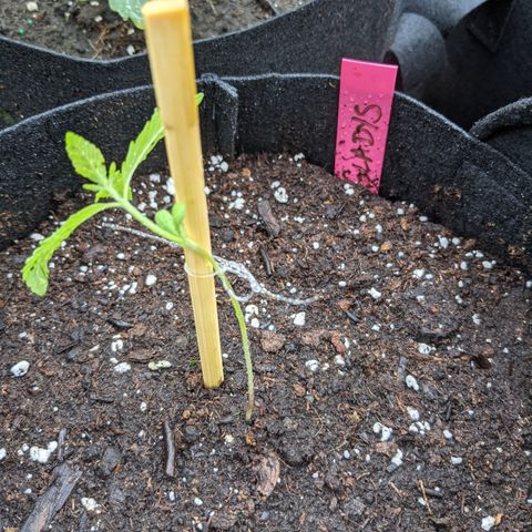 Gladys growlog timeline photo