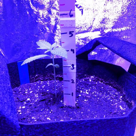 Calumet growlog timeline photo