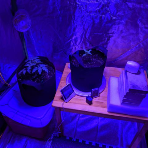 Calumet growlog timeline photo