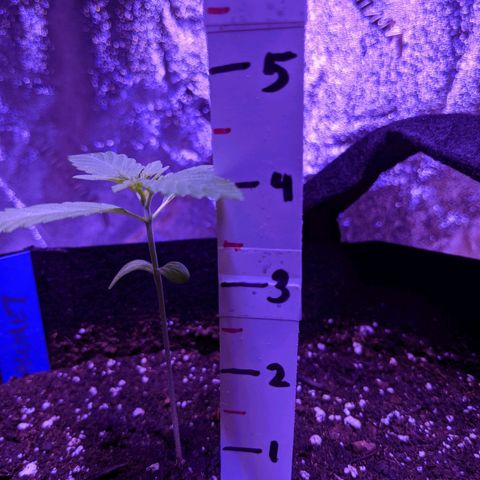 Calumet growlog timeline photo