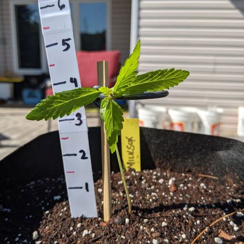Milksox growlog timeline photo