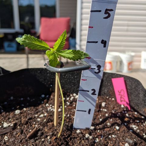 Gladys growlog timeline photo