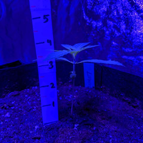 Calumet growlog timeline photo