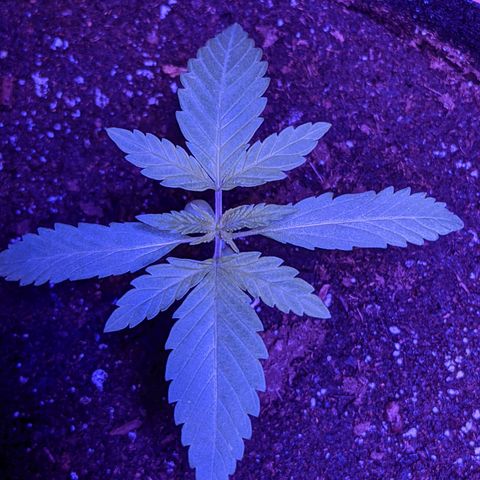 Calumet growlog timeline photo