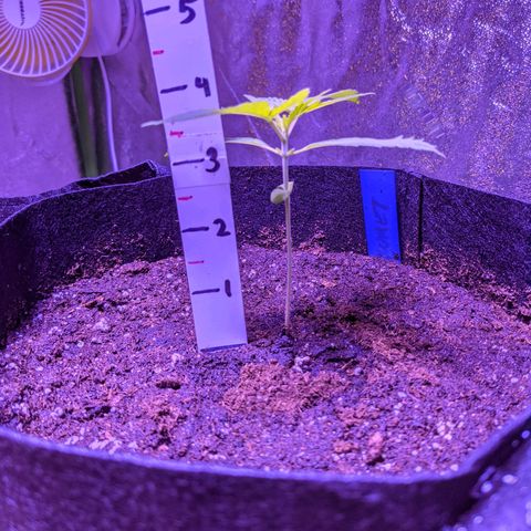 Calumet growlog timeline photo