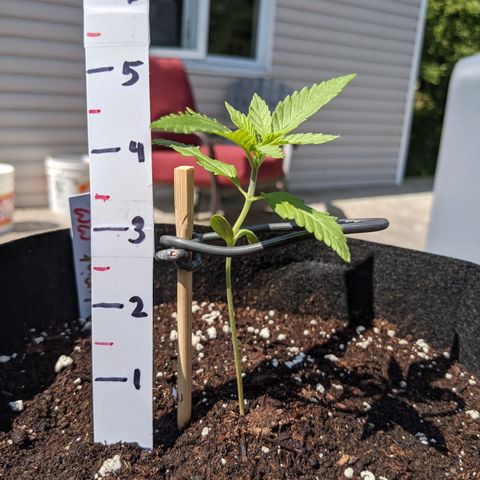 Lysiak growlog timeline photo