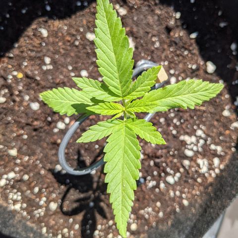 Lysiak growlog timeline photo