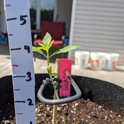 Gladys growlog timeline photo